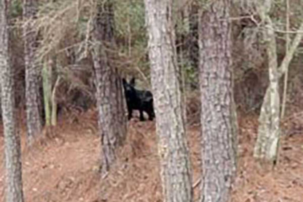 cane nel bosco