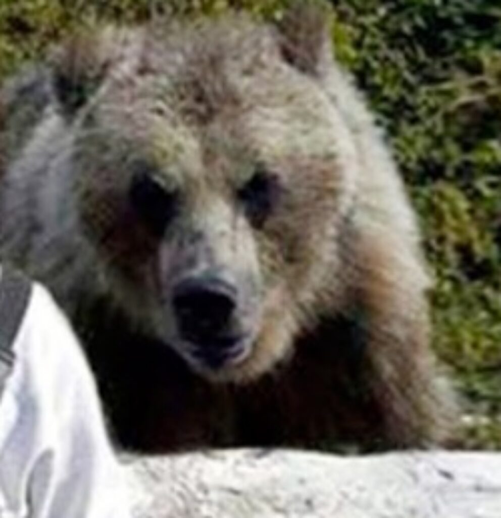 pescatore salva un cucciolo di orso