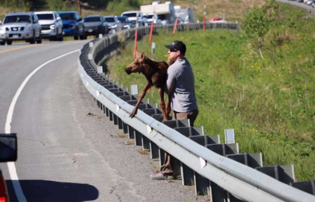 piccola alce viene aiutata ad attraversare