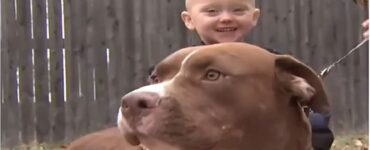 pitbull salva bambino cortile