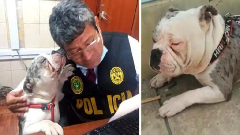 poliziotto salva un bulldog inglese