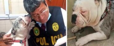 poliziotto salva un bulldog inglese