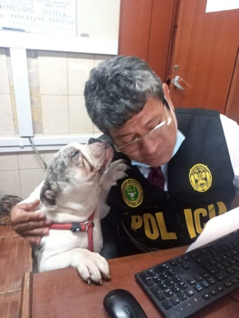 bulldog inglese bacia poliziotto