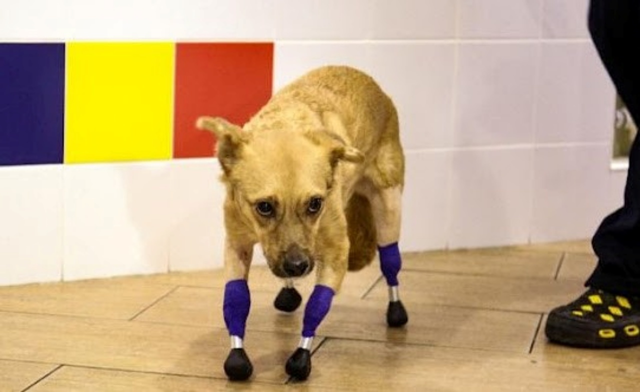 protesi cane