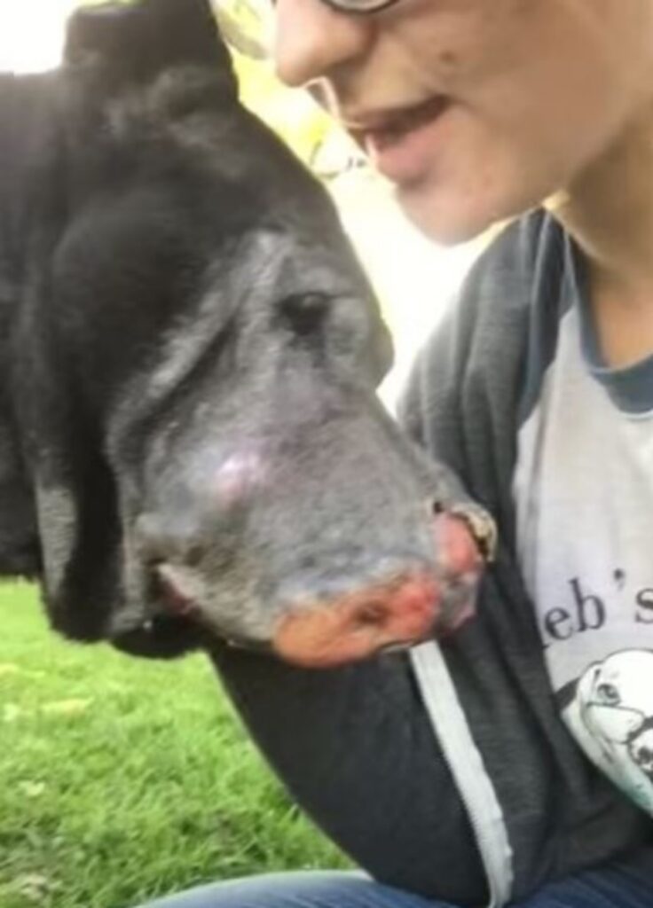 Ragazza salva cane dalla strada