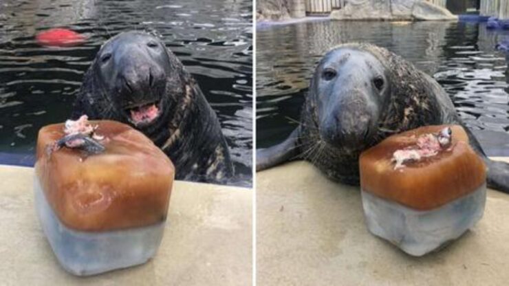 foca riceve il regalo di compleanno