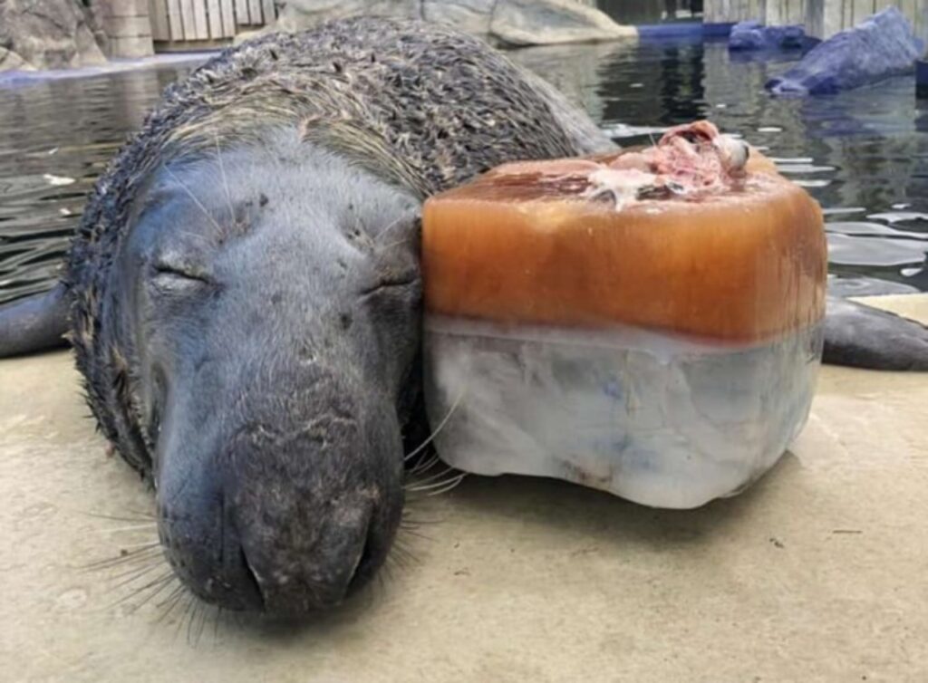 foca con la torta di compleanno