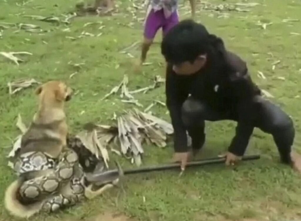 Serpente circonda un cane