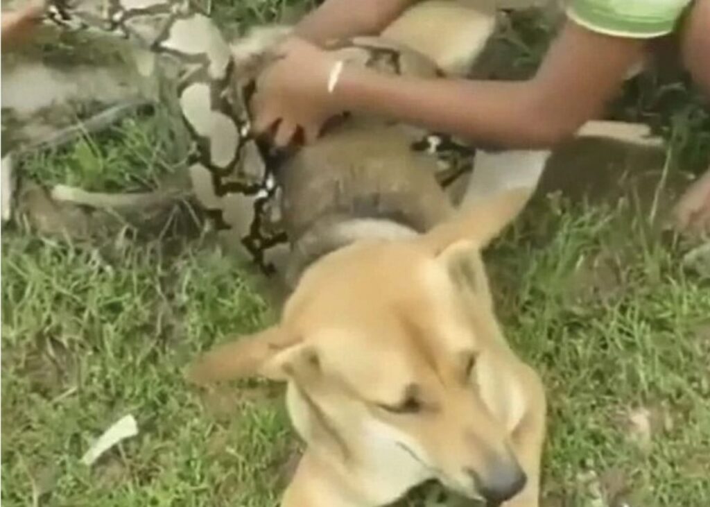 Serpente circonda un cane