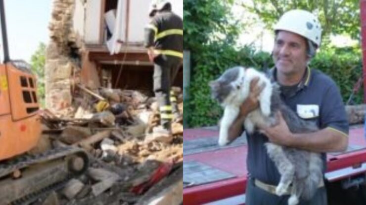 gatto salvato tra le macerie di un terremoto