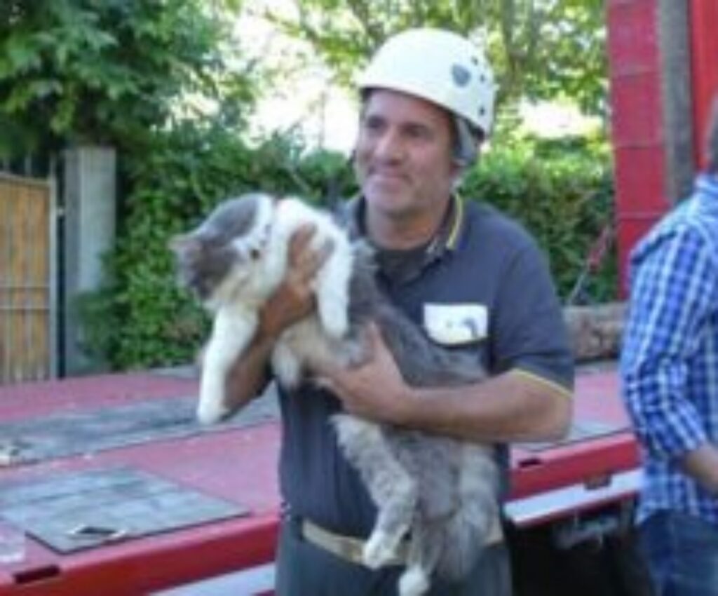 gatto salvato tra le macerie di un terremoto