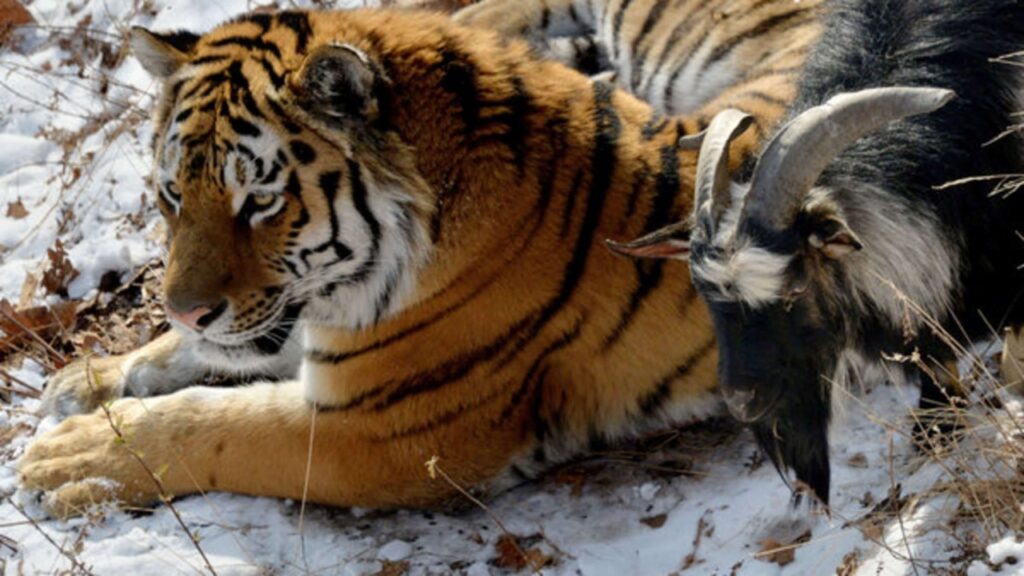 tigre fa amicizia con una capretta