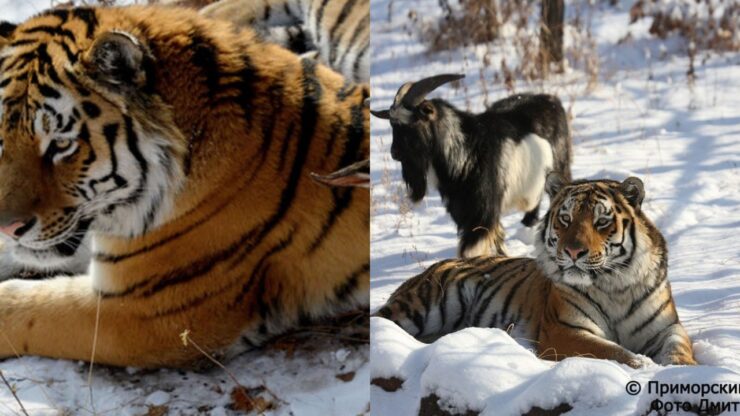 tigre fa amicizia con una capretta