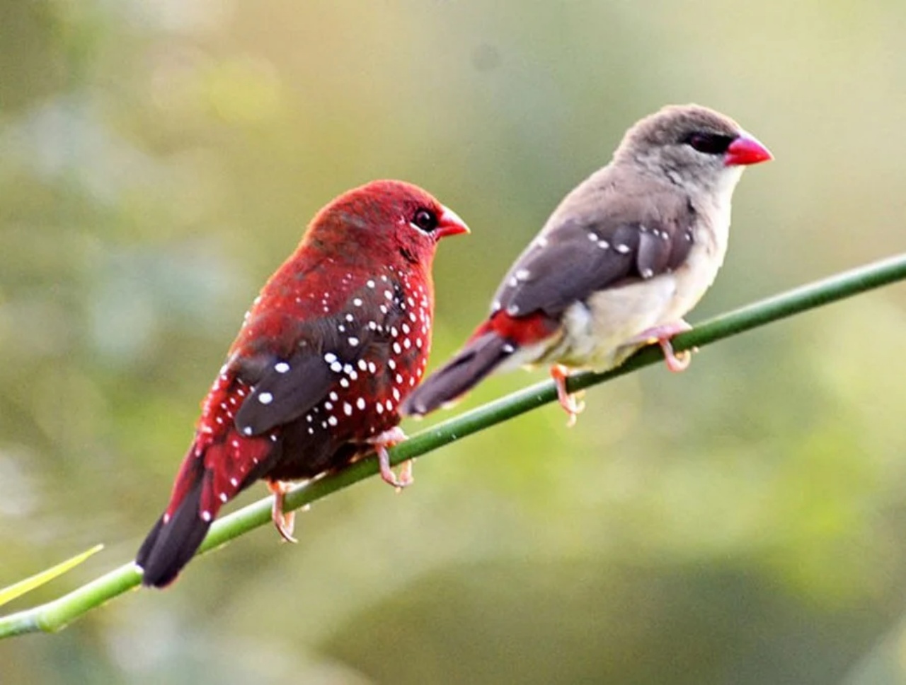 coppia di fringuelli fragola