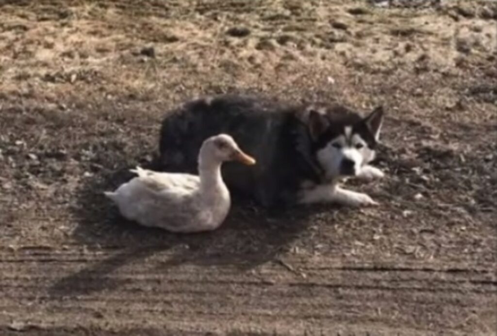 un husky e un anatroccolo fanno amicizia