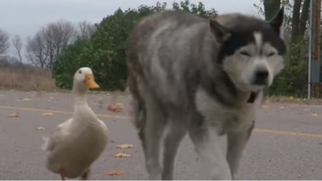 un husky e un anatroccolo fanno amicizia