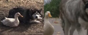 un husky e un anatroccolo fanno amicizia