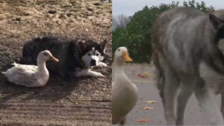 un husky e un anatroccolo fanno amicizia