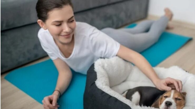 Lo straziante appello di un veterinario