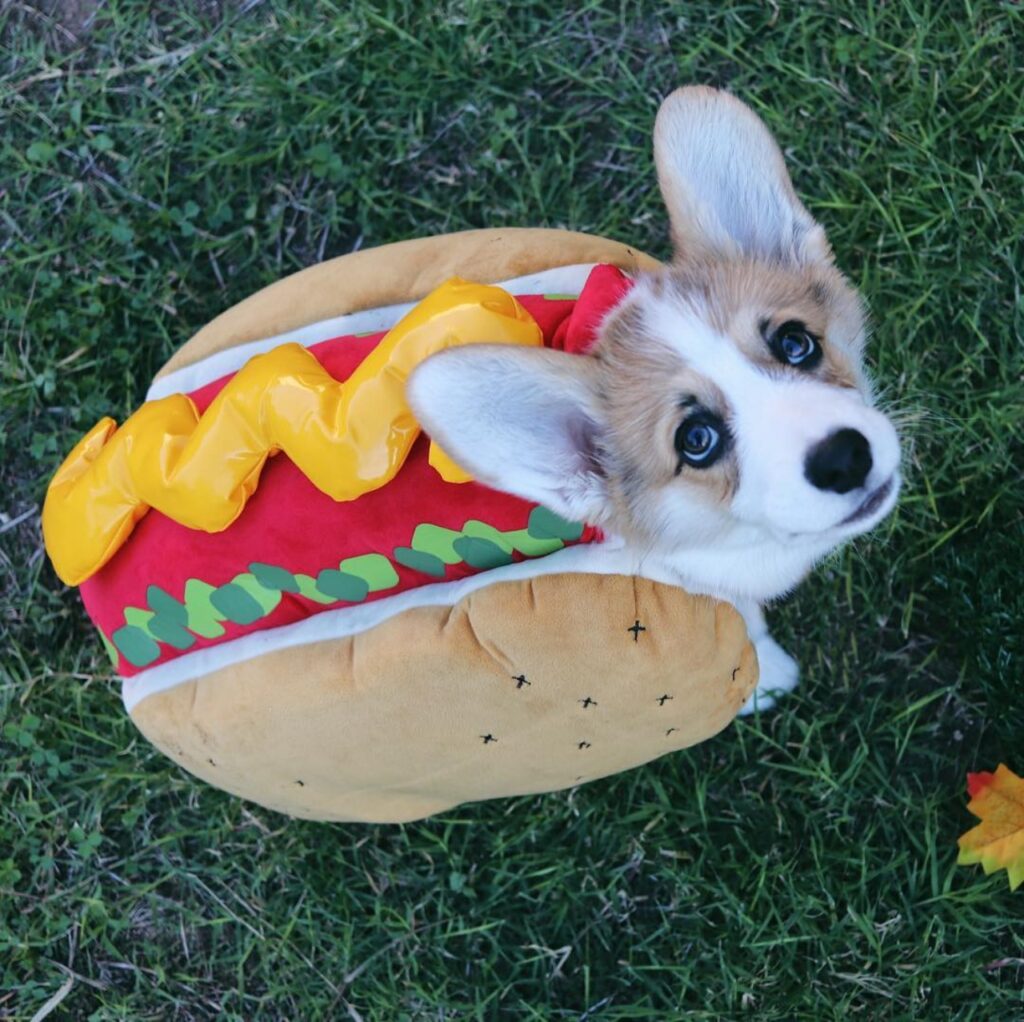 willo l'adorabile corgi che ama mangiare