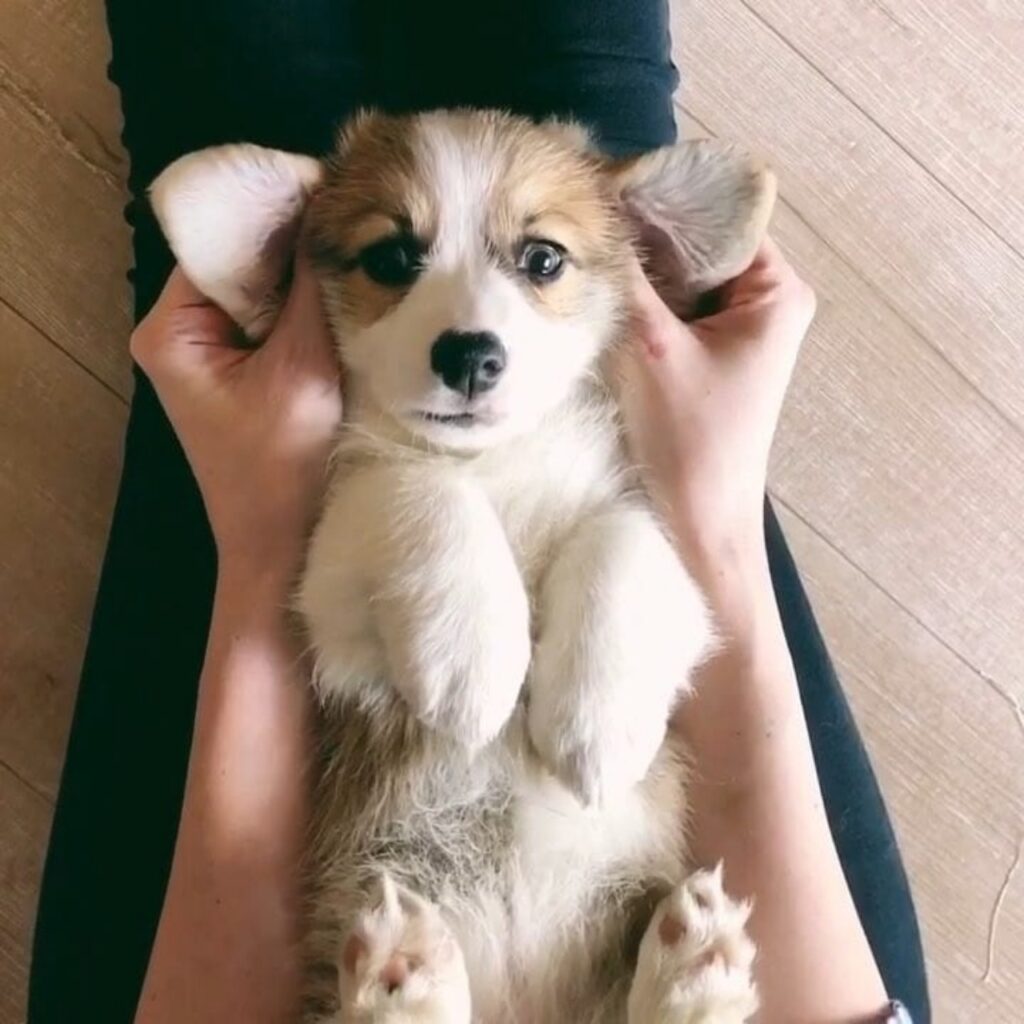 willo l'adorabile corgi che ama mangiare