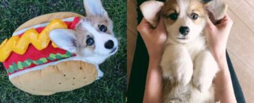 willo l'adorabile corgi che ama mangiare