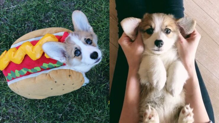 willo l'adorabile corgi che ama mangiare