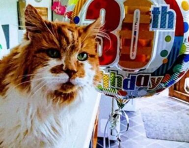 Rubble è un gatto che ha 30 anni!