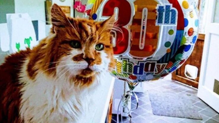 Rubble è un gatto che ha 30 anni!