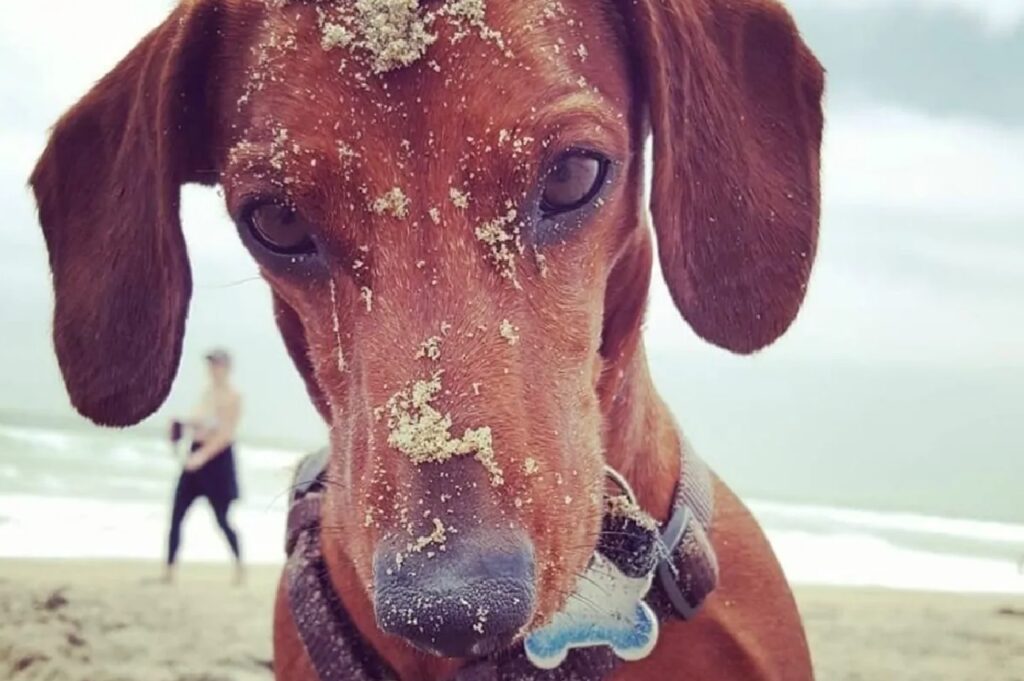 cane muso sporco sabbia