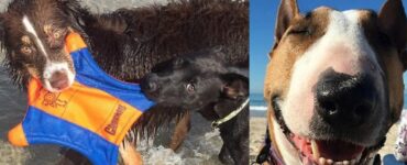 cani ai quali hanno fatto trascorrere giornata in spiaggia