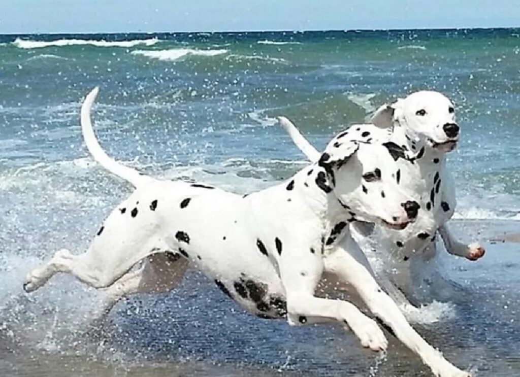 cani corrono sull'acqua