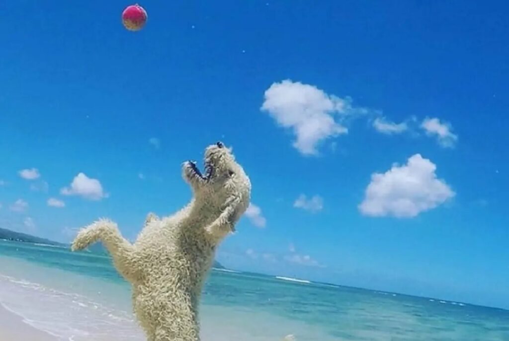 cane cielo azzurro