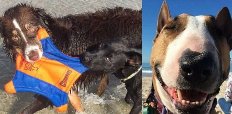 cani ai quali hanno fatto trascorrere giornata in spiaggia