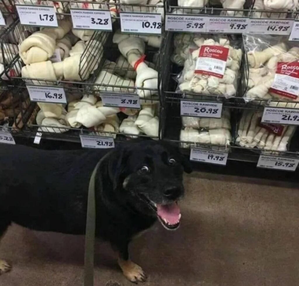 cane sorridente di fronte tovagliette