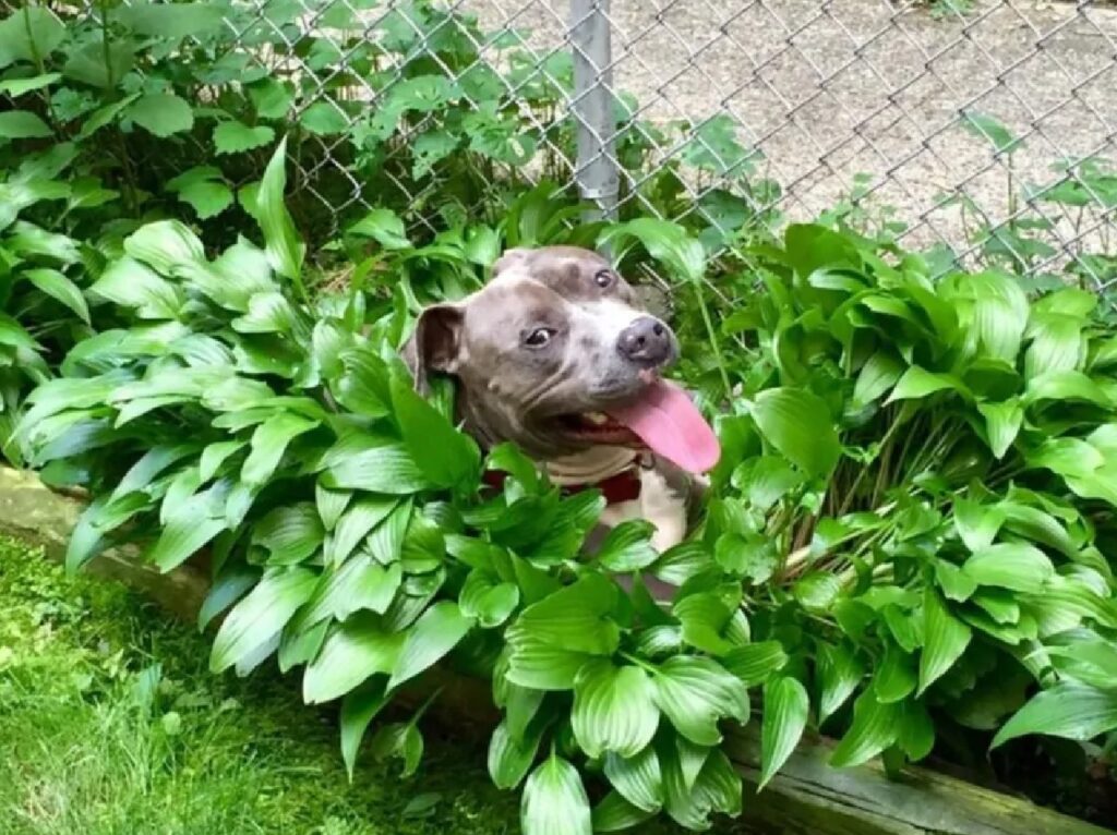 cane pitbull cespuglio