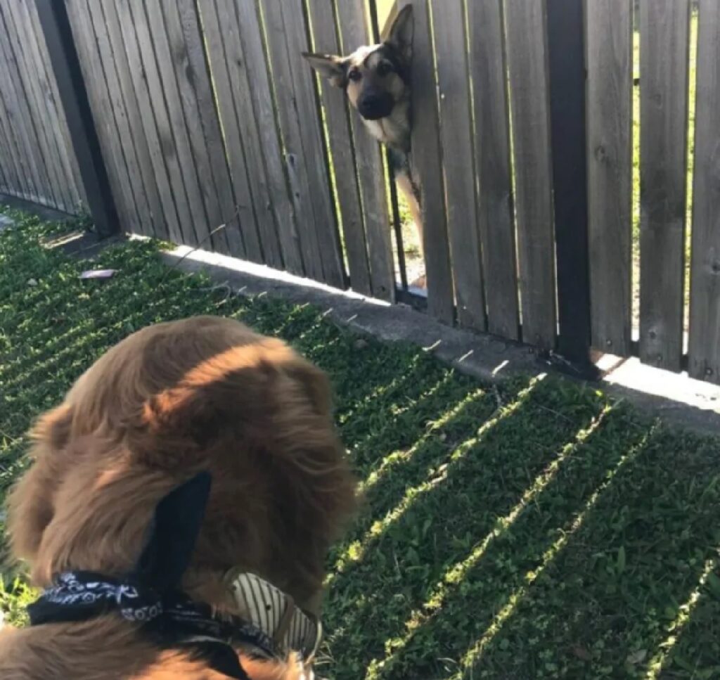 cane bloccato staccionata