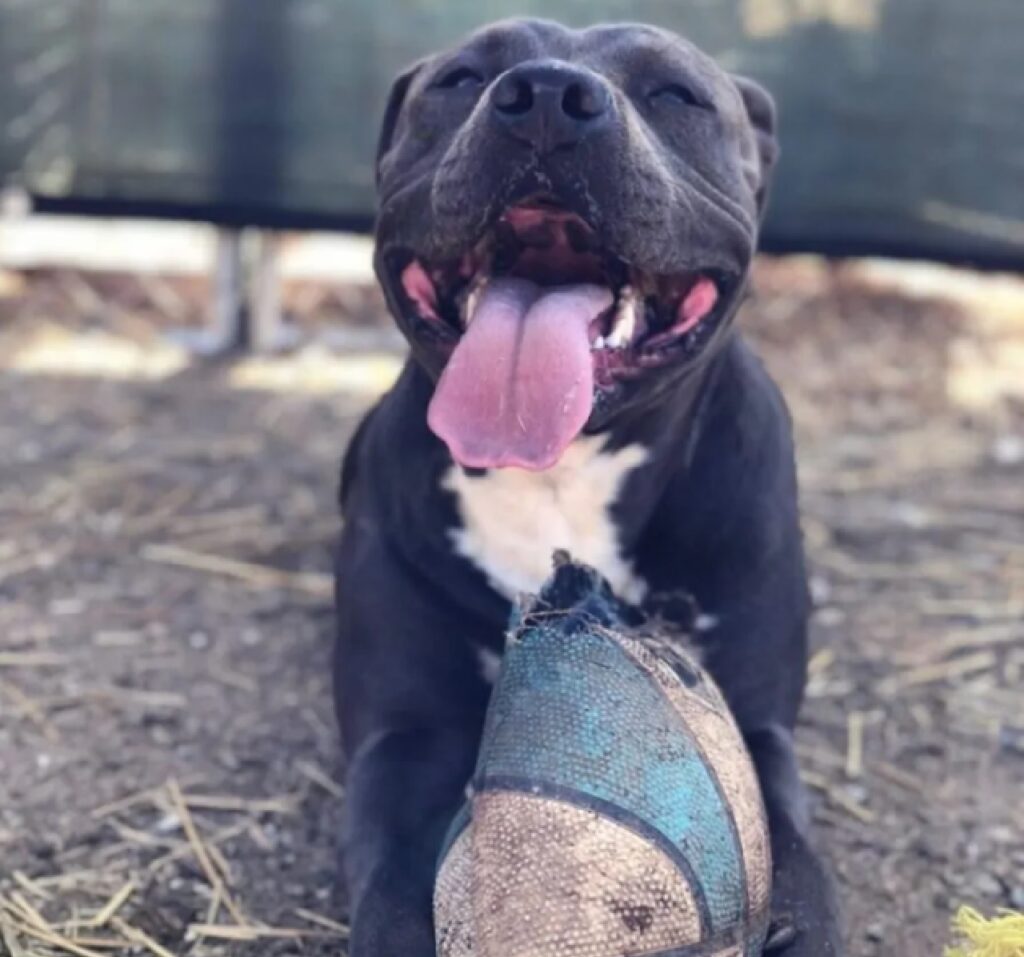 cane sorride dopo aver rotto pallone