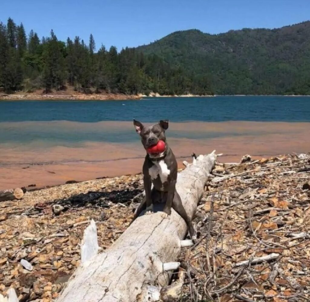 cane sopra il tronco