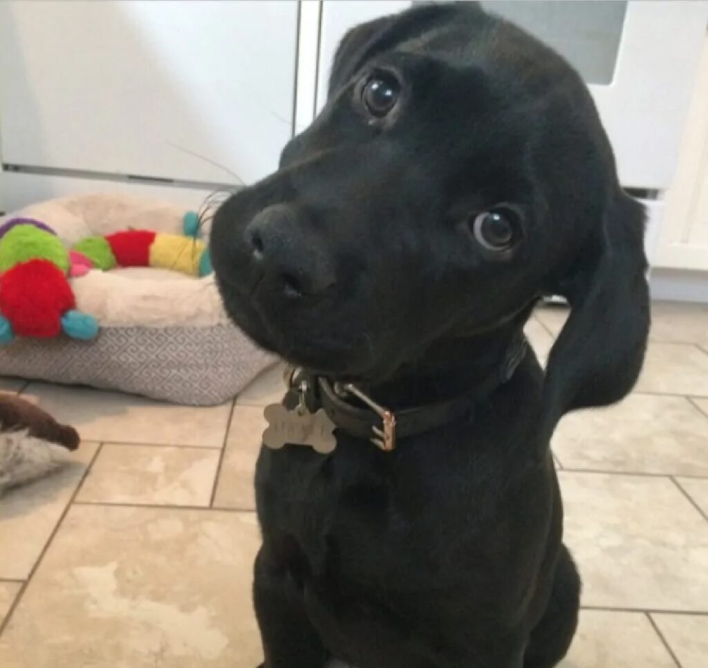 cagnolino labrador nero