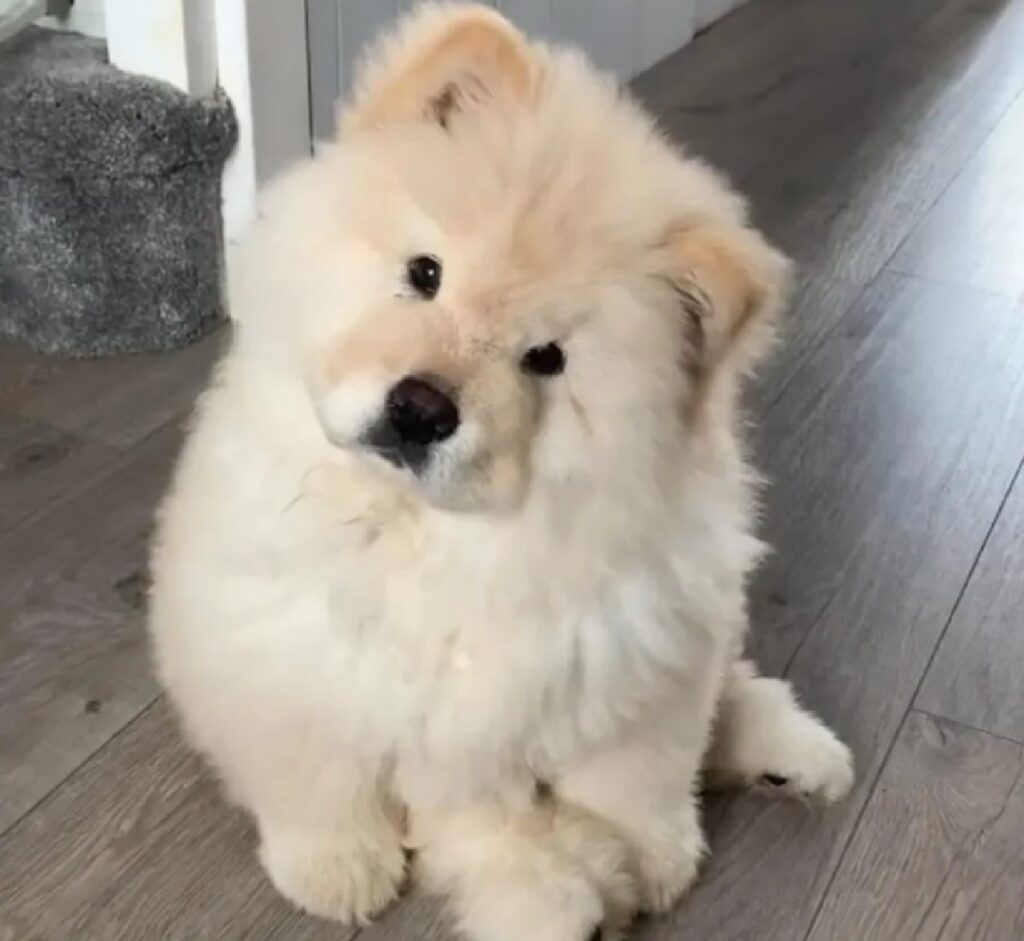 cucciolo di cane pelo crema