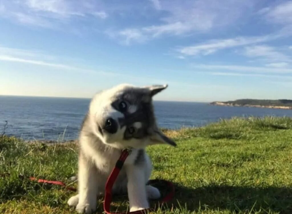 cucciolo husky panorama