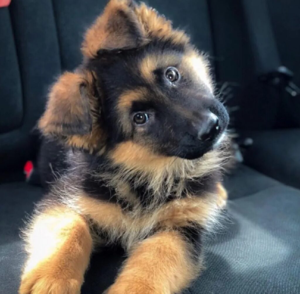 cagnolino pastore tedesco dentro auto