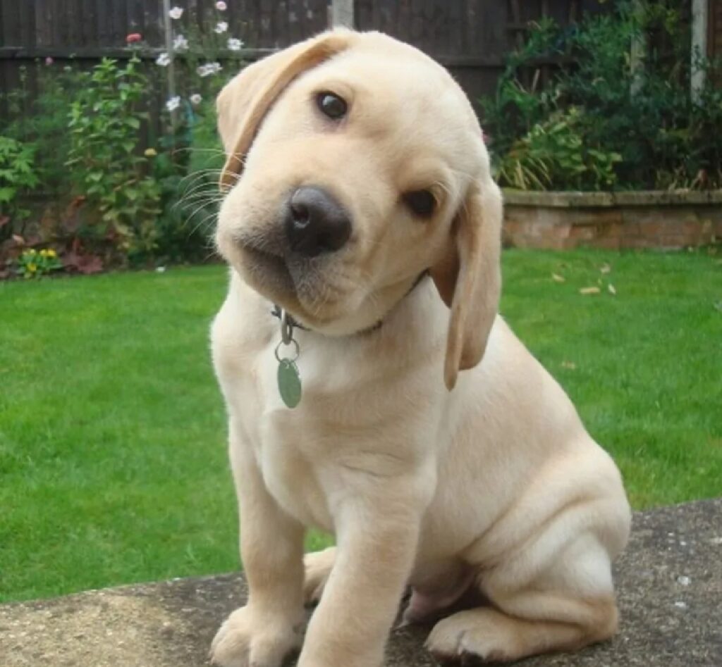 cane labrador crema