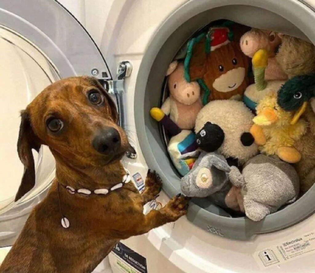 cane deve vedere peluche lavatrice