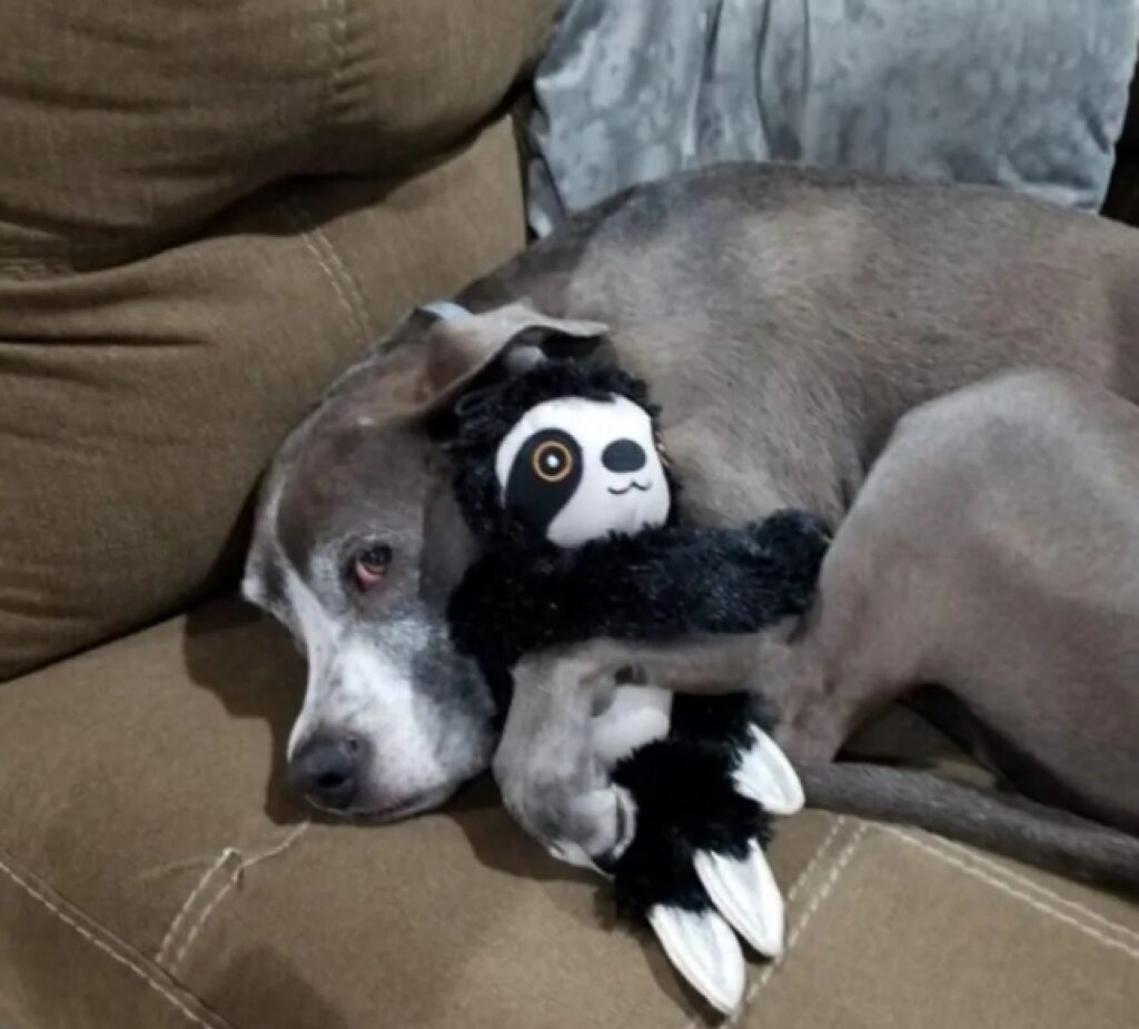 cagnolino grigio con pupazzo nero e bianco