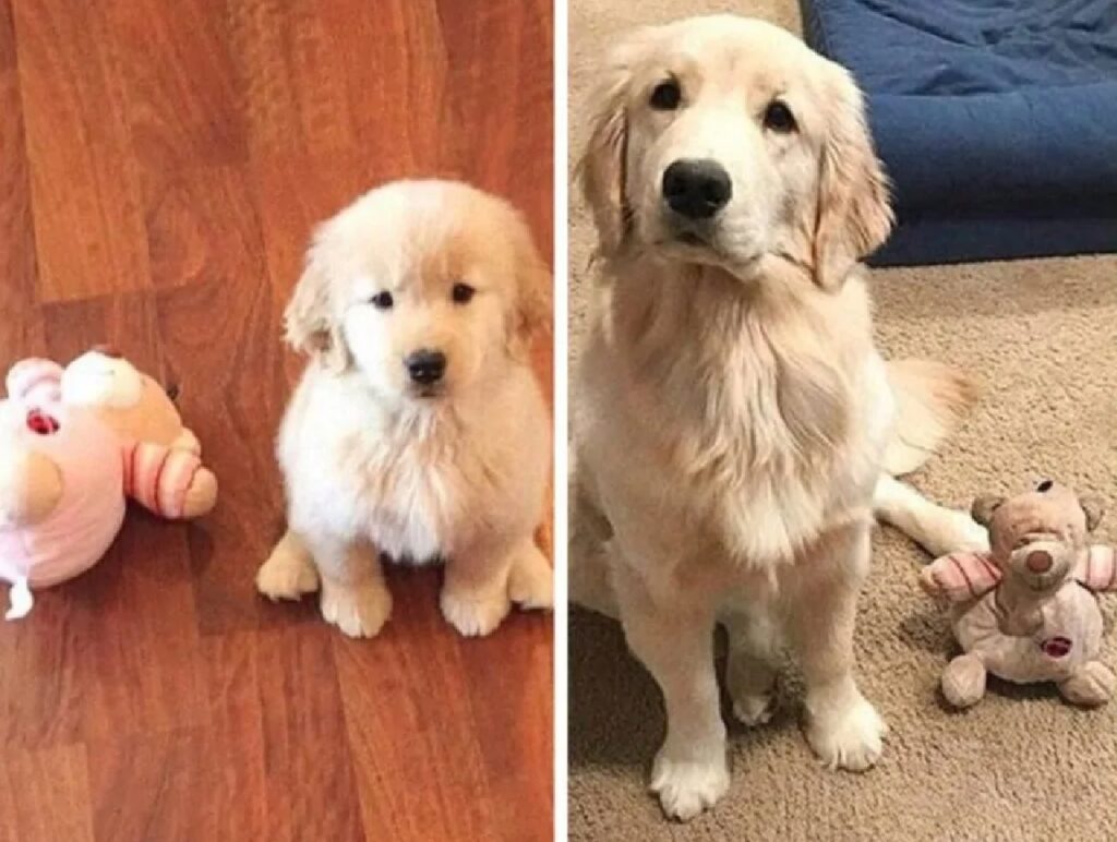 cane prima e dopo con giochi