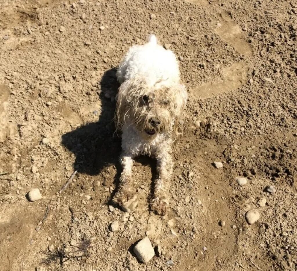 cane sporco di terra
