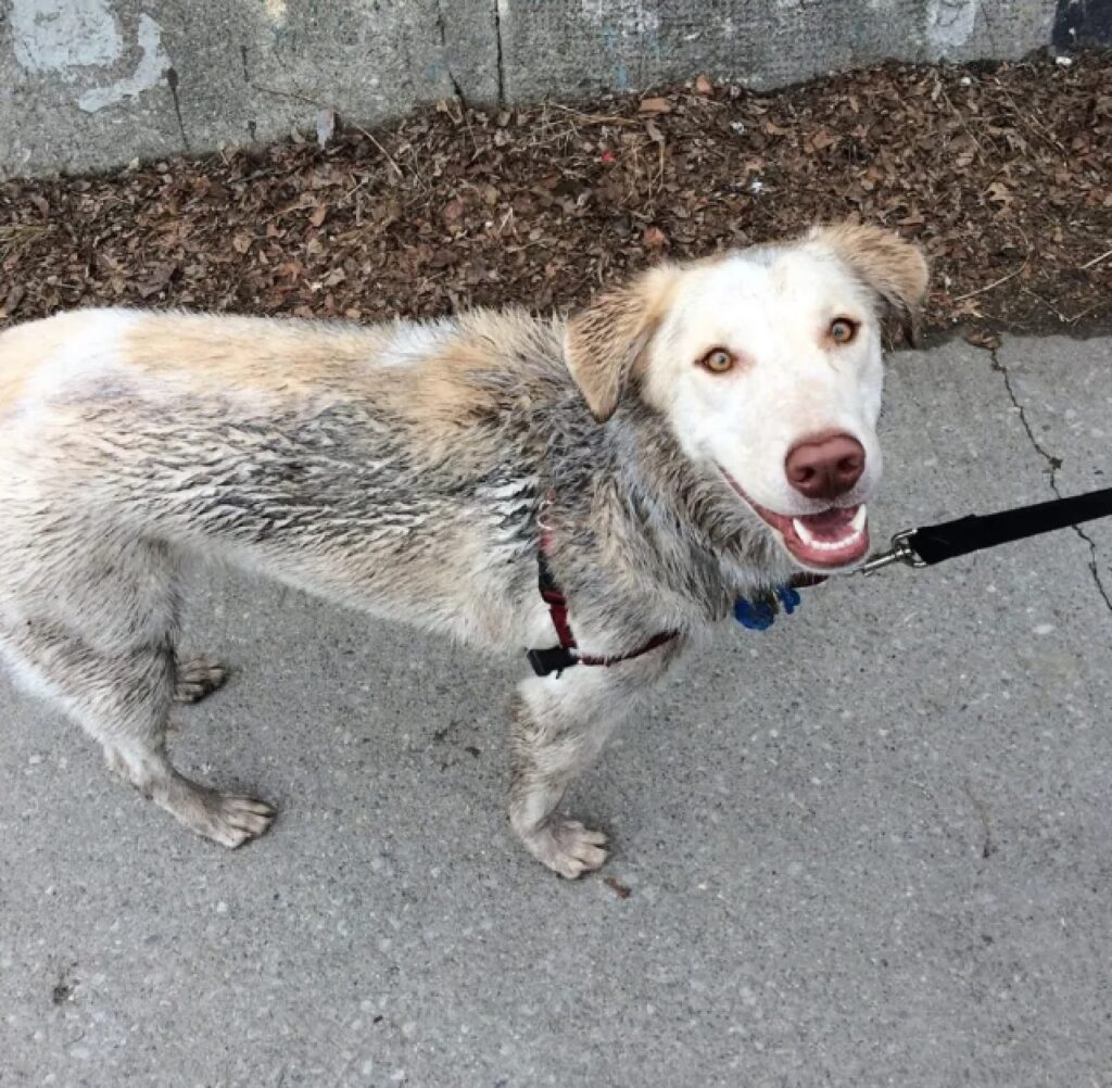 cane contento perché sporco