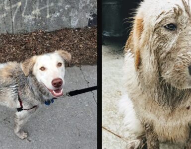 cani che rinuncerebbero a qualunque cosa